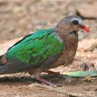 Chalcophaps indica Linnaeus, 1758